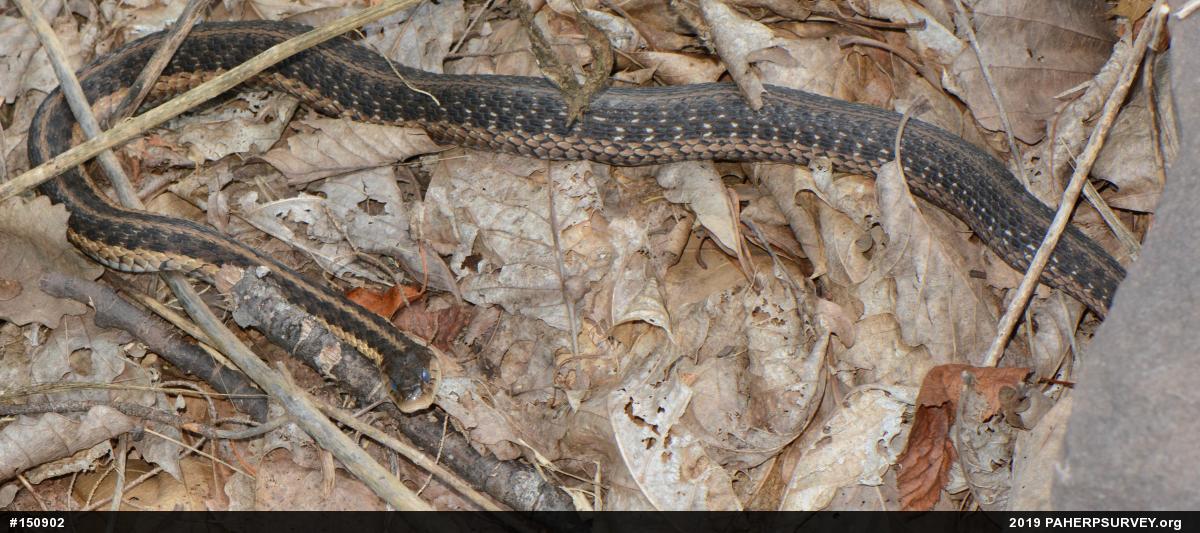 Eastern Gartersnake