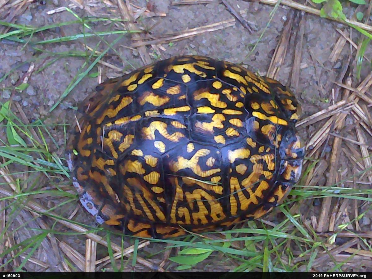 Eastern Box Turtle