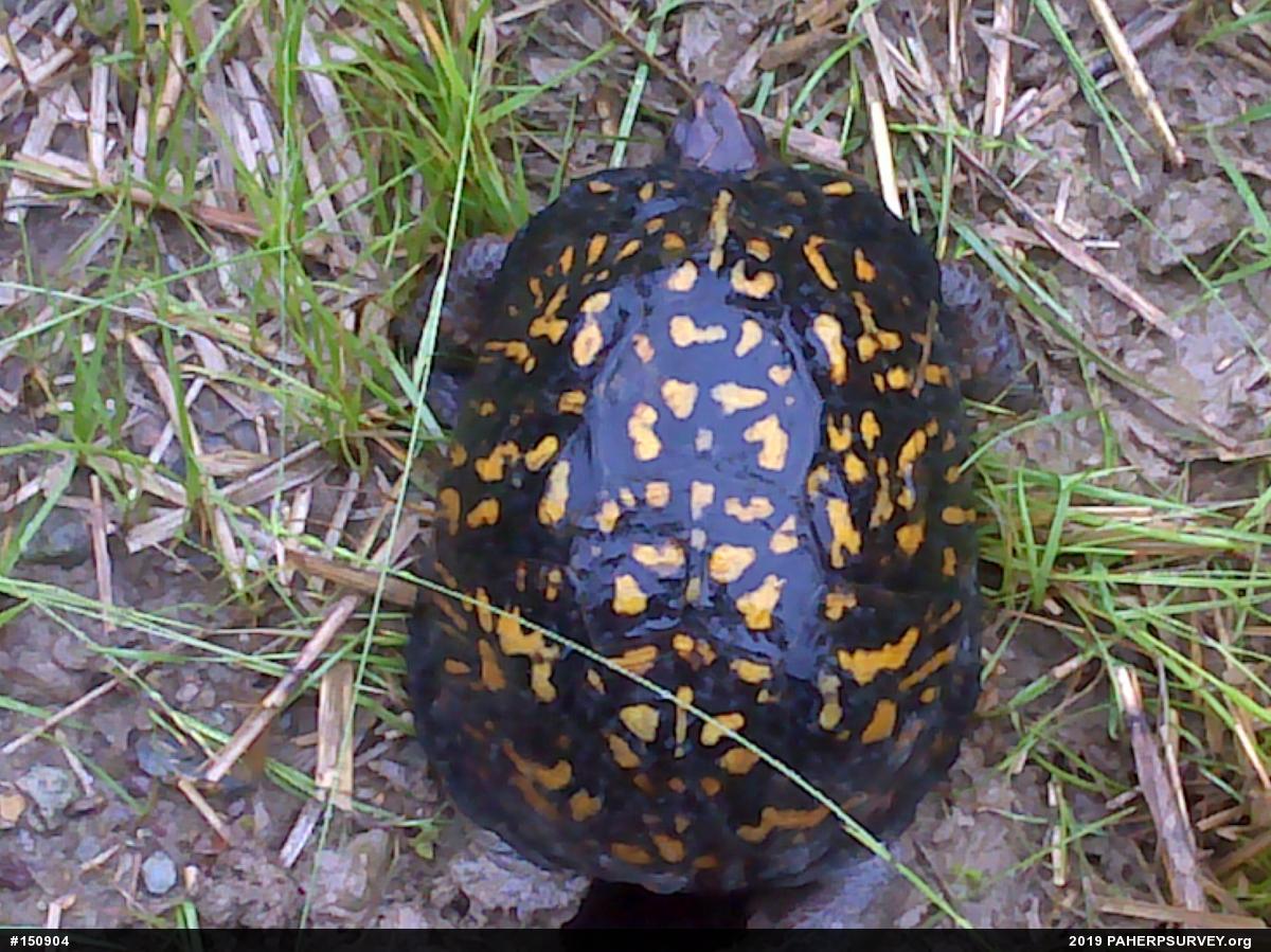 Eastern Box Turtle