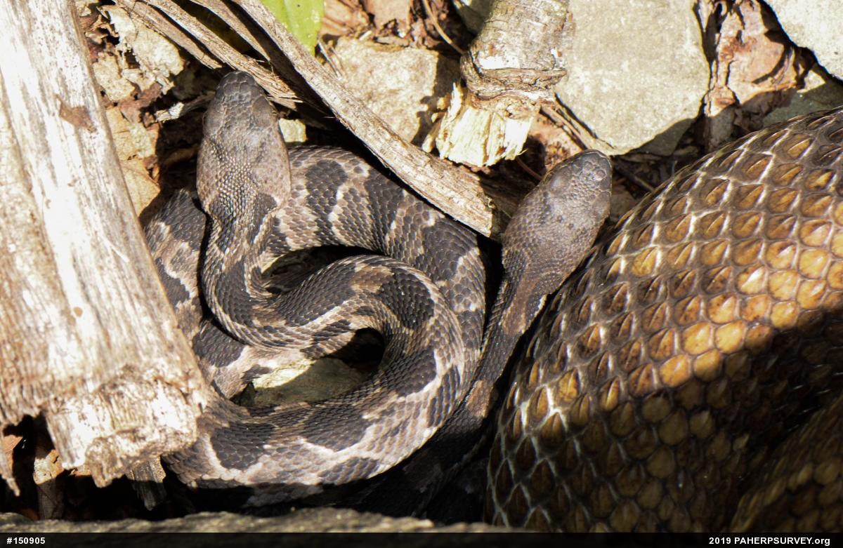 Timber Rattlesnake