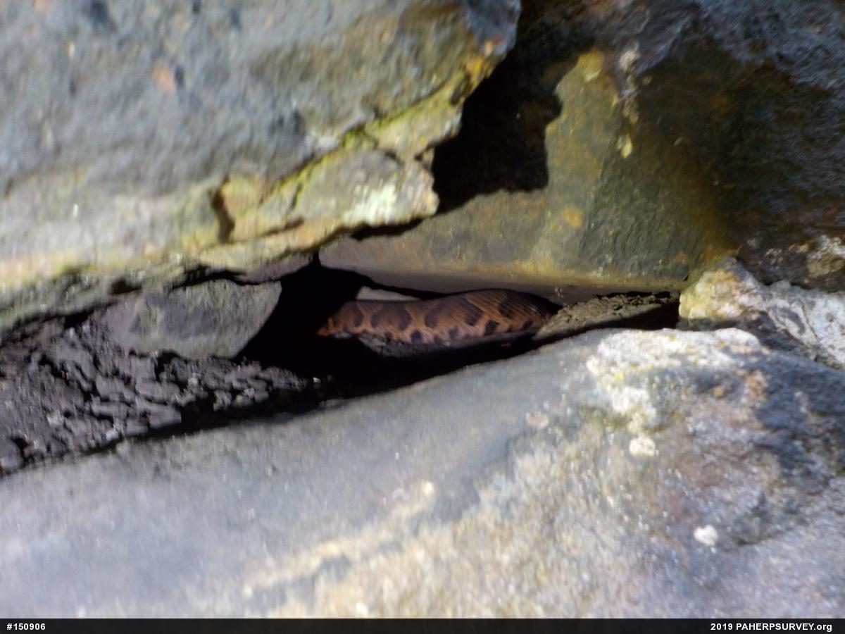 Northern Copperhead