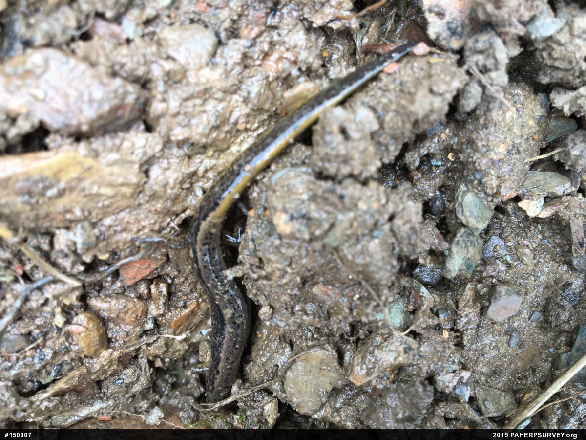 Northern Two-lined Salamander