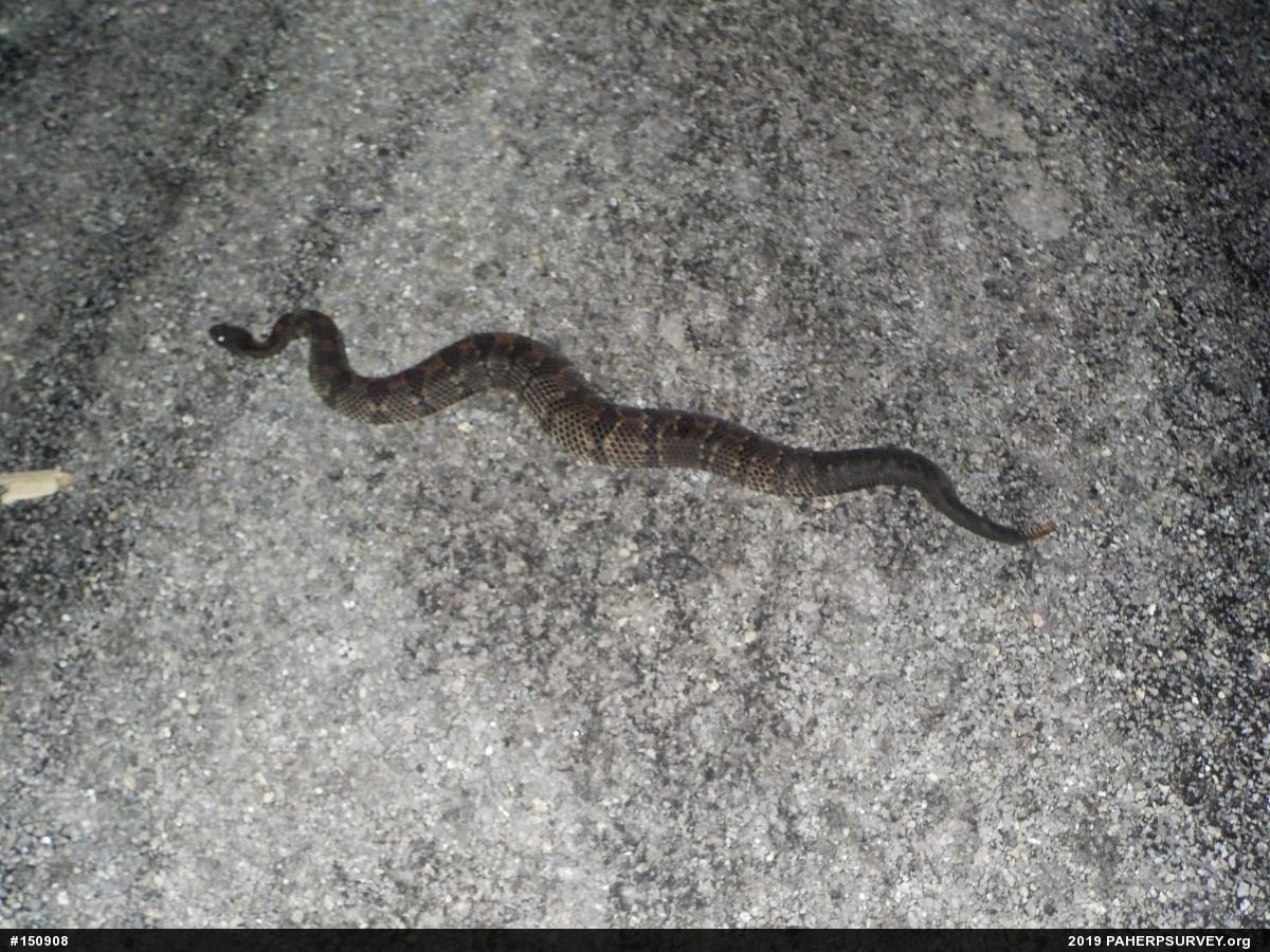 Timber Rattlesnake