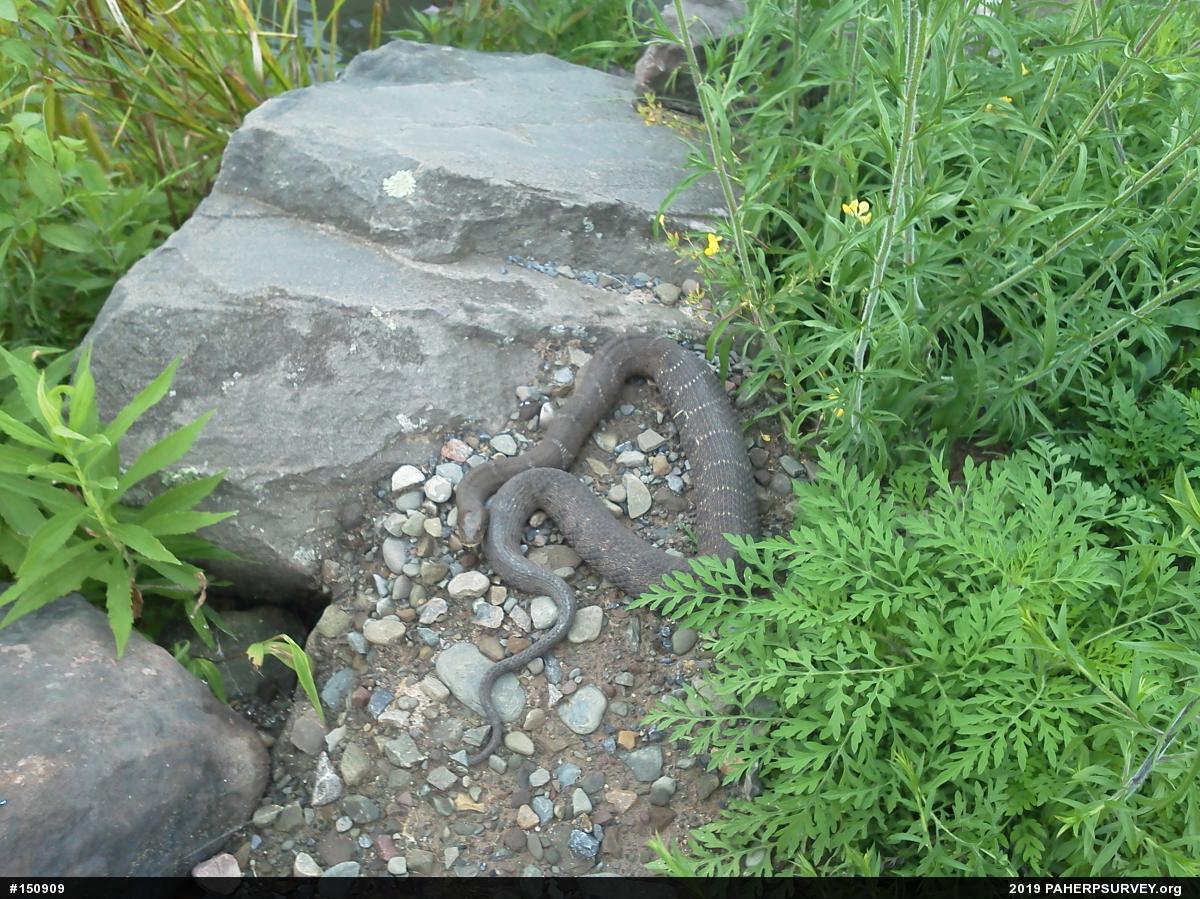 Northern Watersnake