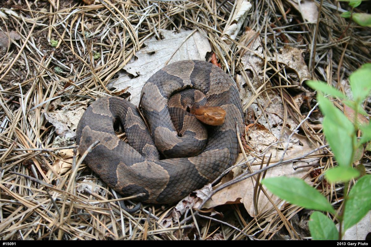 Northern Copperhead