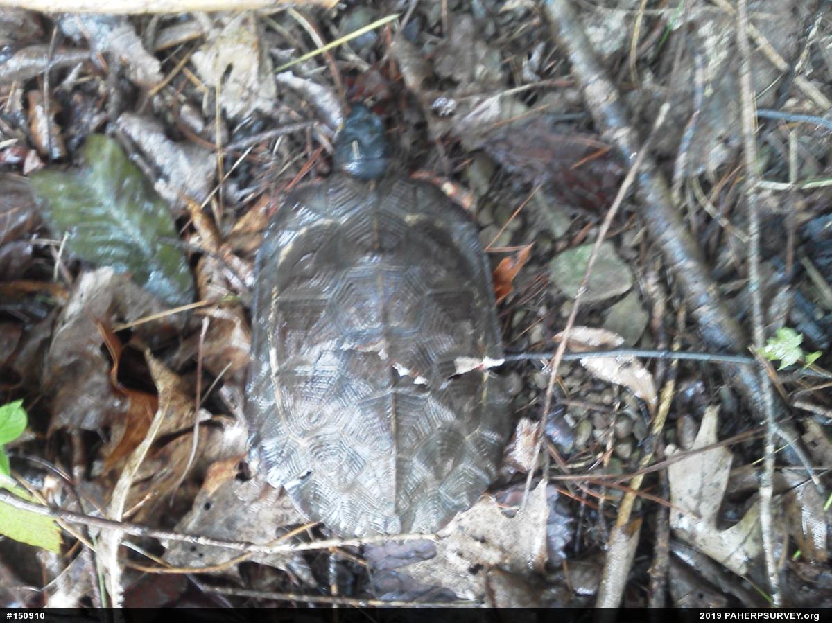 Wood Turtle