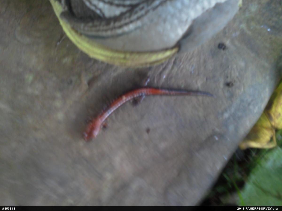Eastern Red-backed  Salamander