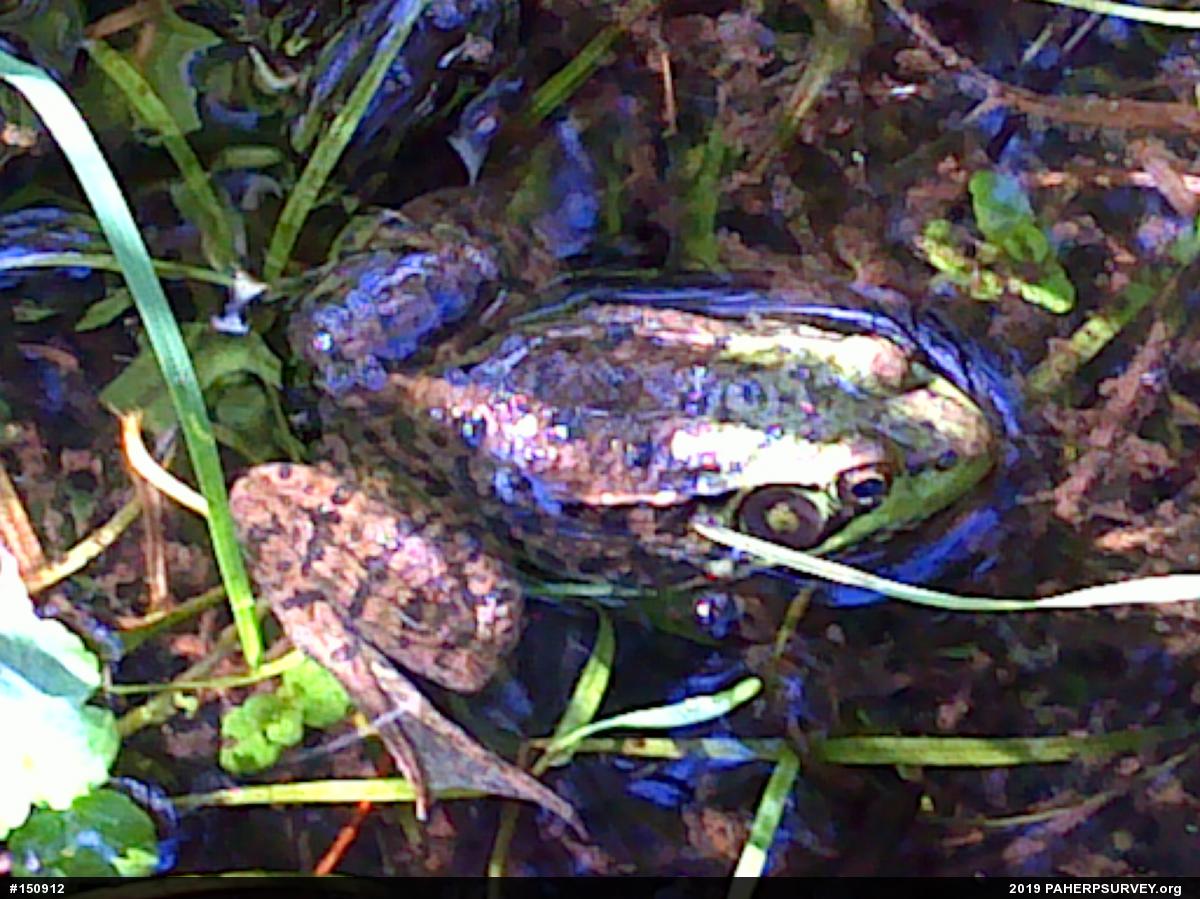 Green Frog