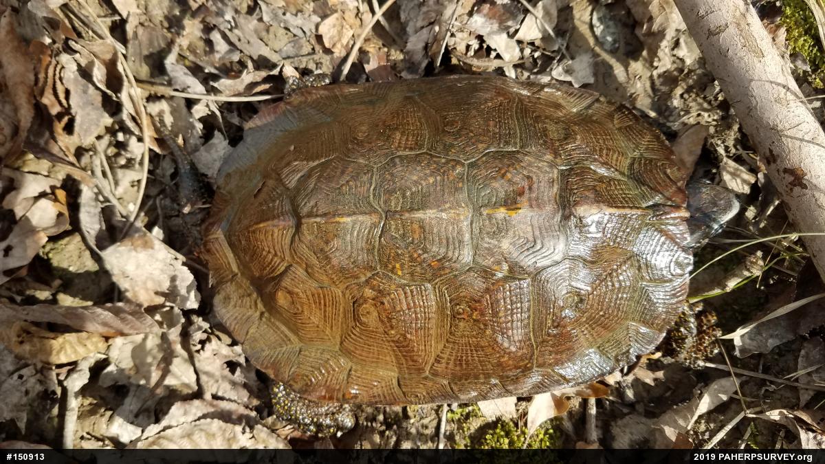 Wood Turtle