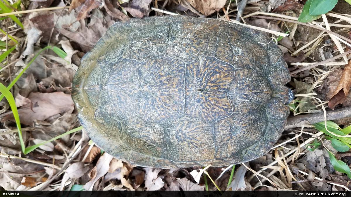 Wood Turtle