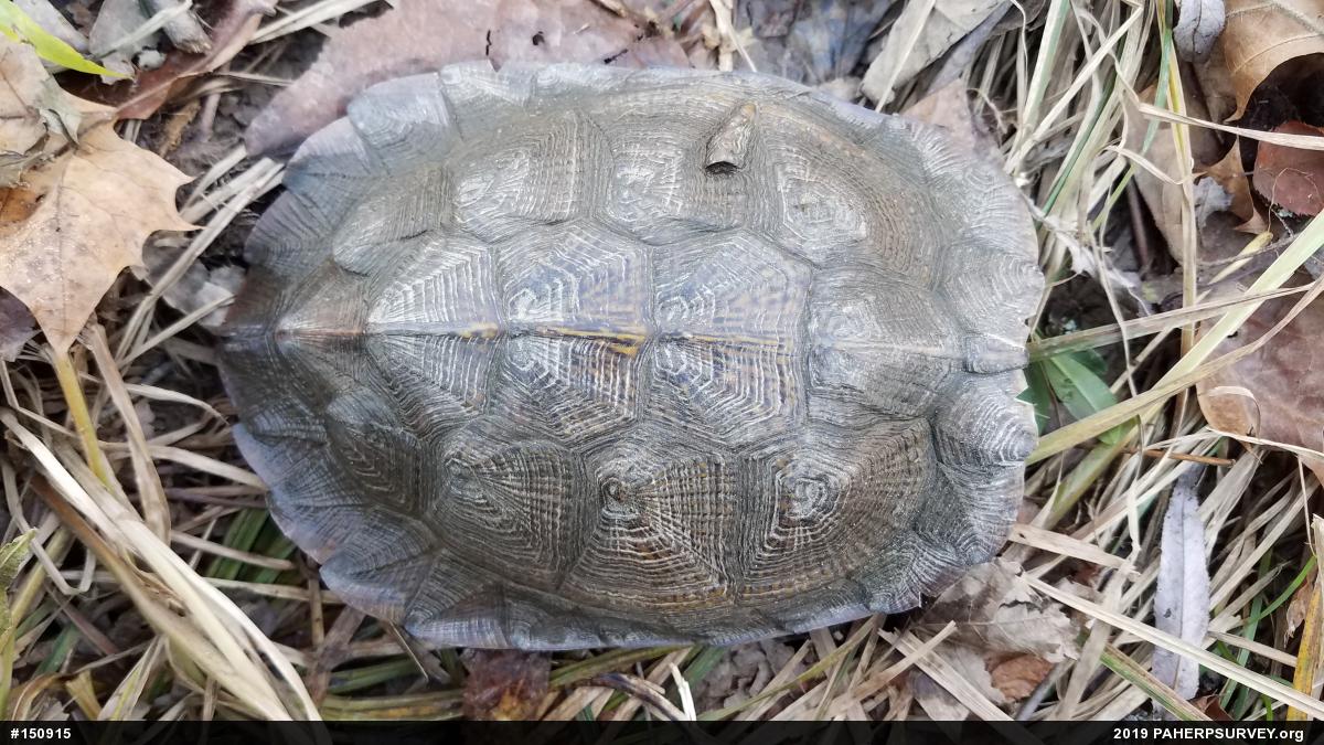 Wood Turtle