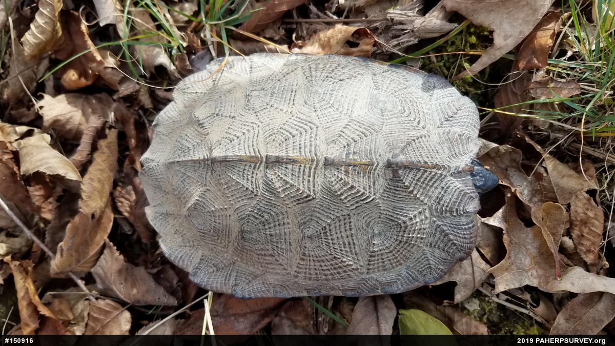 Wood Turtle