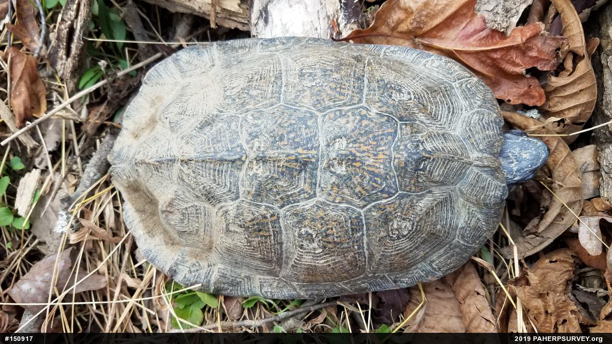 Wood Turtle