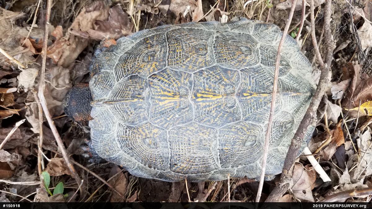 Wood Turtle