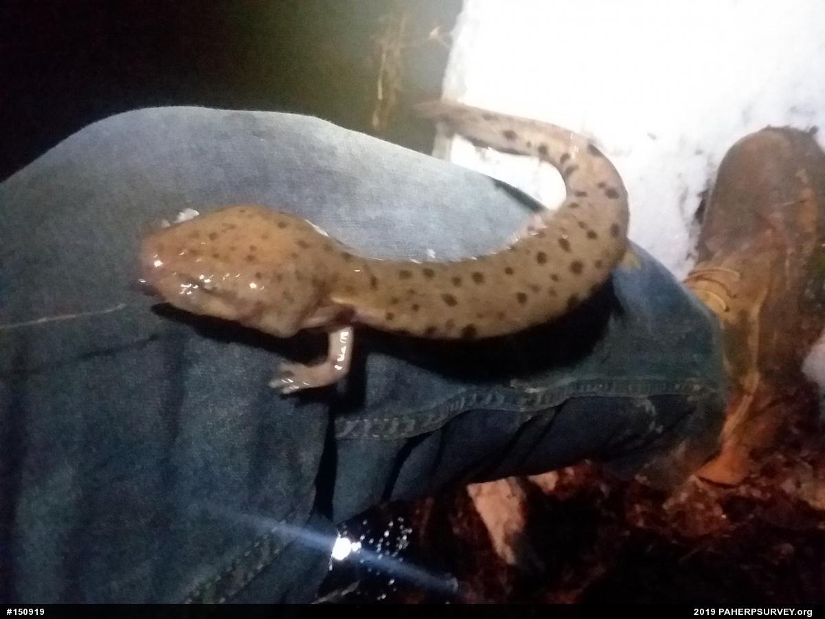 Common Mudpuppy