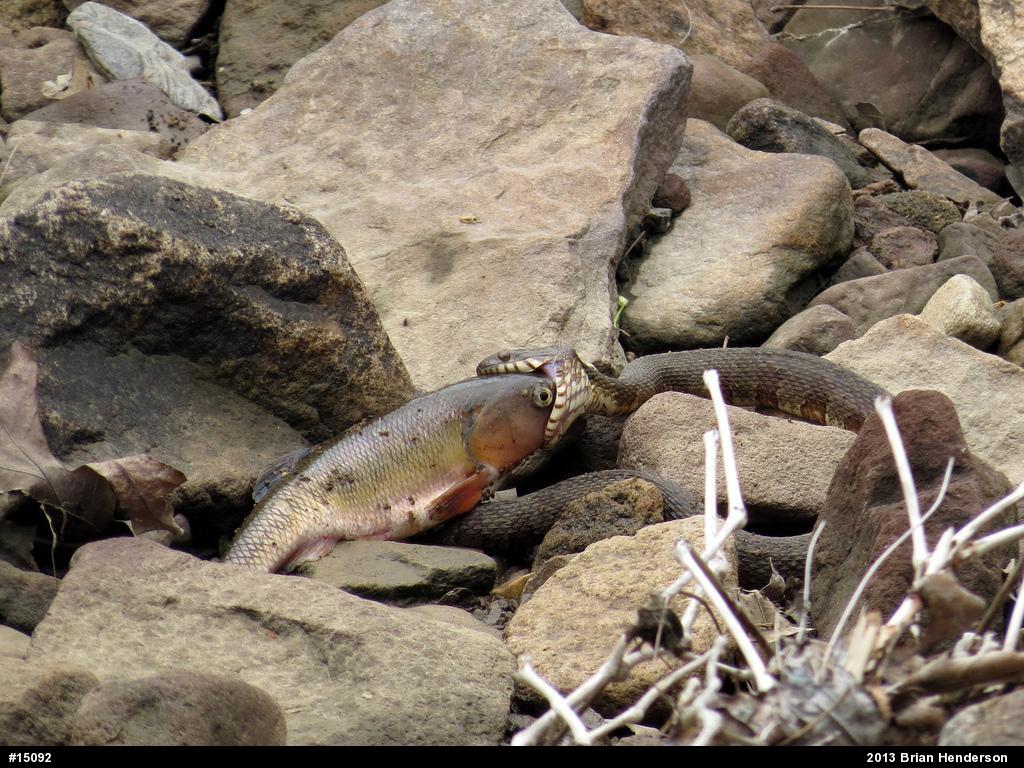 Northern Watersnake
