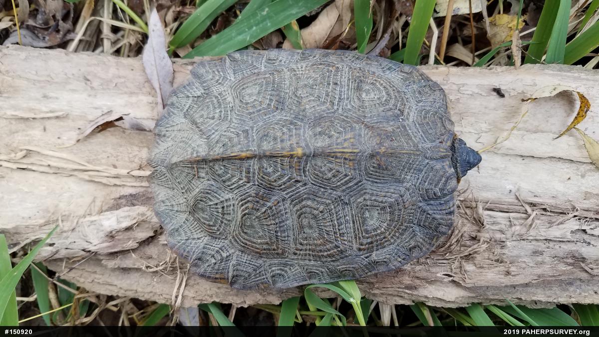 Wood Turtle