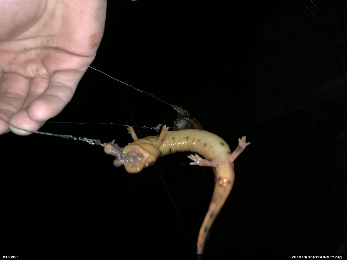 Common Mudpuppy