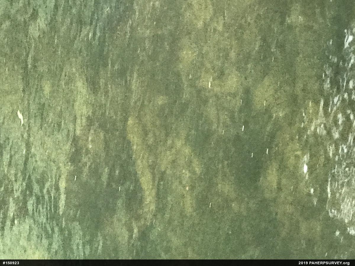 Eastern Hellbender