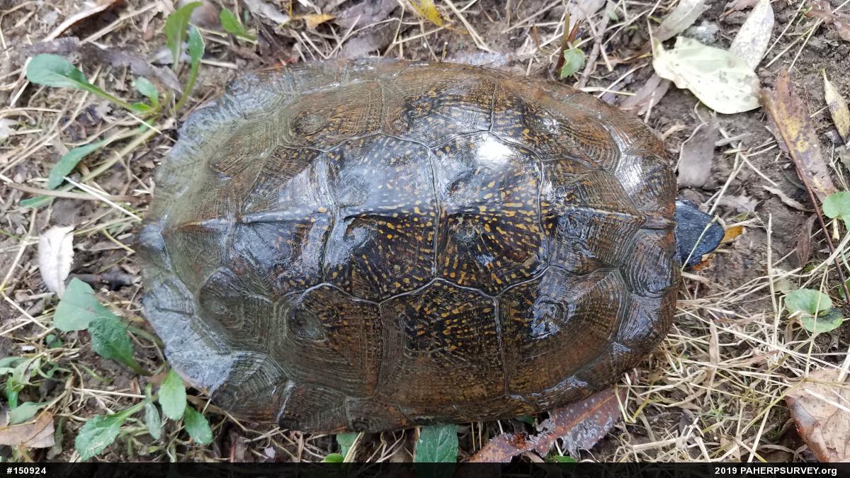 Wood Turtle