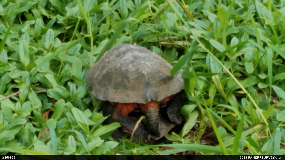 Wood Turtle