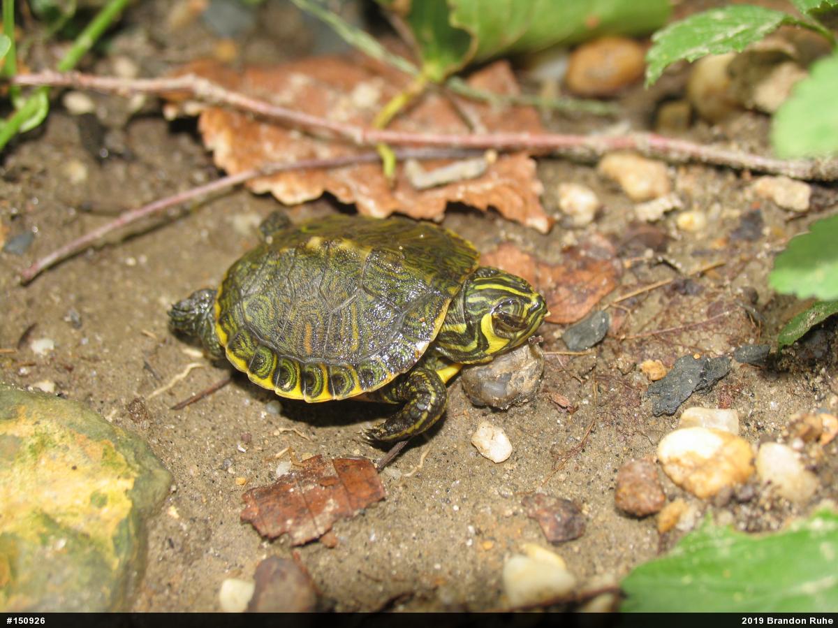Yellow-bellied Slider