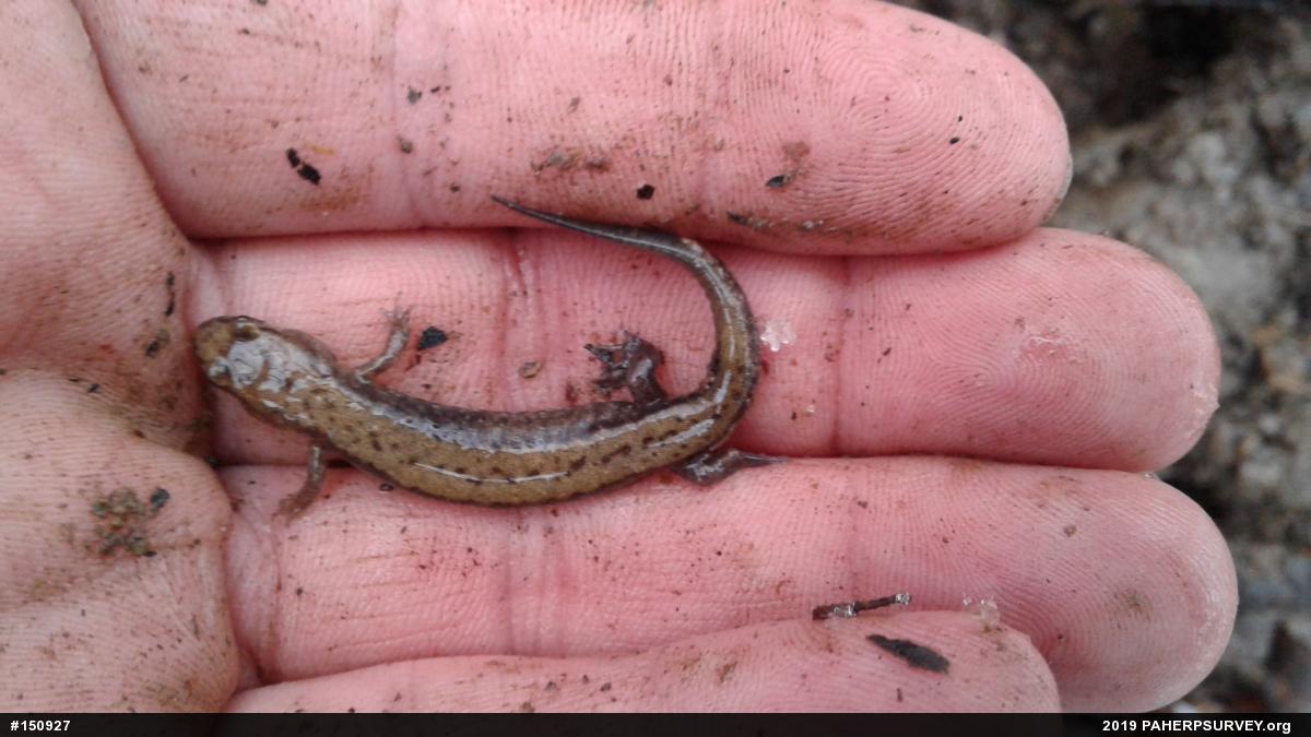 Allegheny Mountain Dusky Salamander