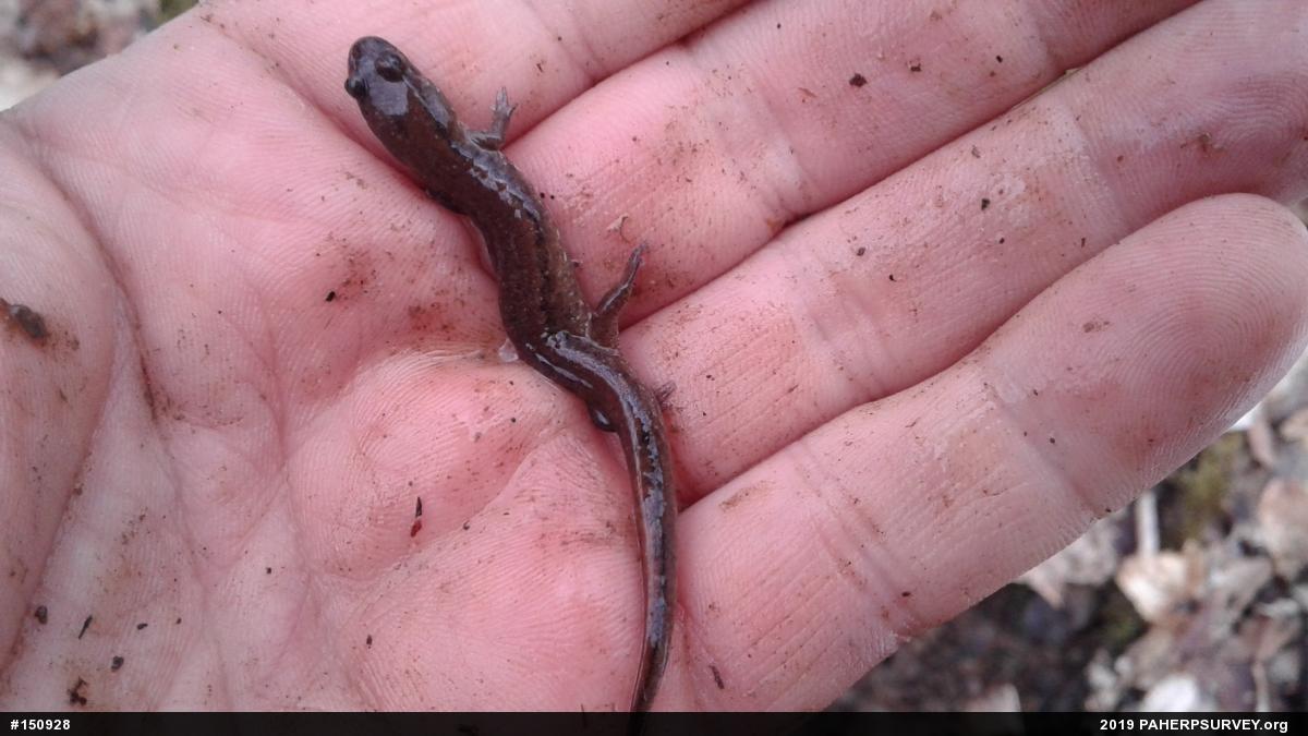 Northern Dusky Salamander