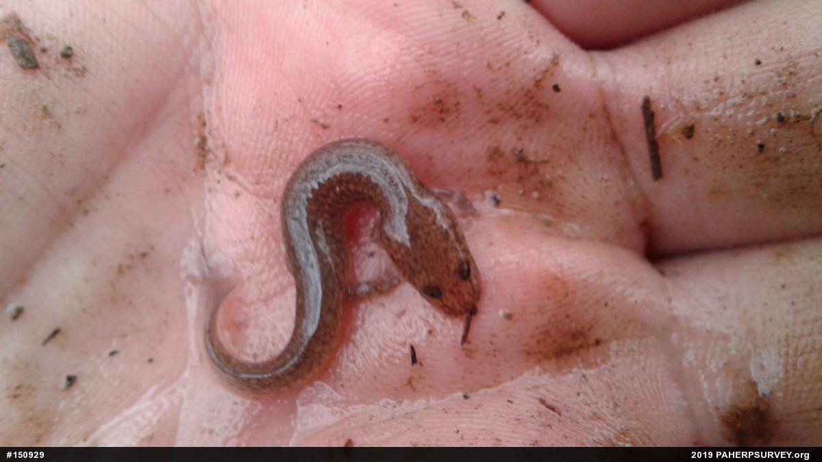 Northern Spring Salamander