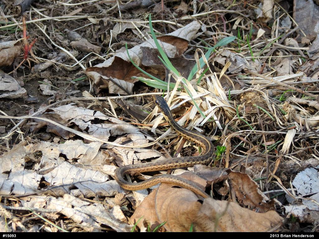 Eastern Gartersnake