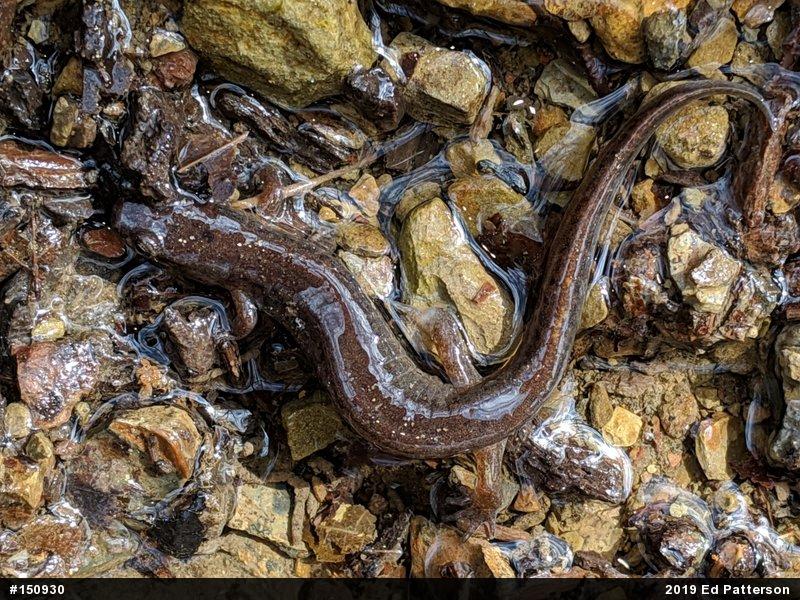Northern Dusky Salamander