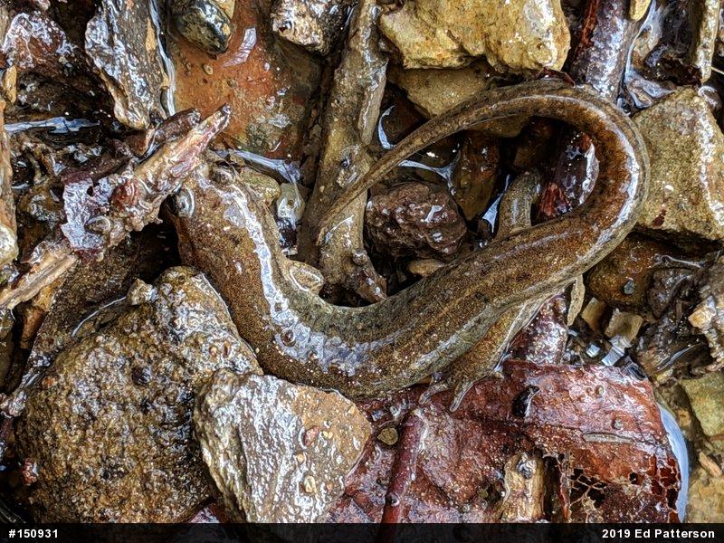 Northern Dusky Salamander