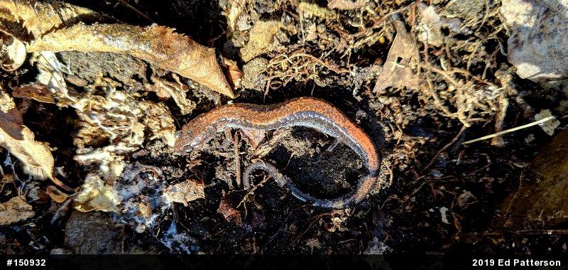 Eastern Red-backed  Salamander