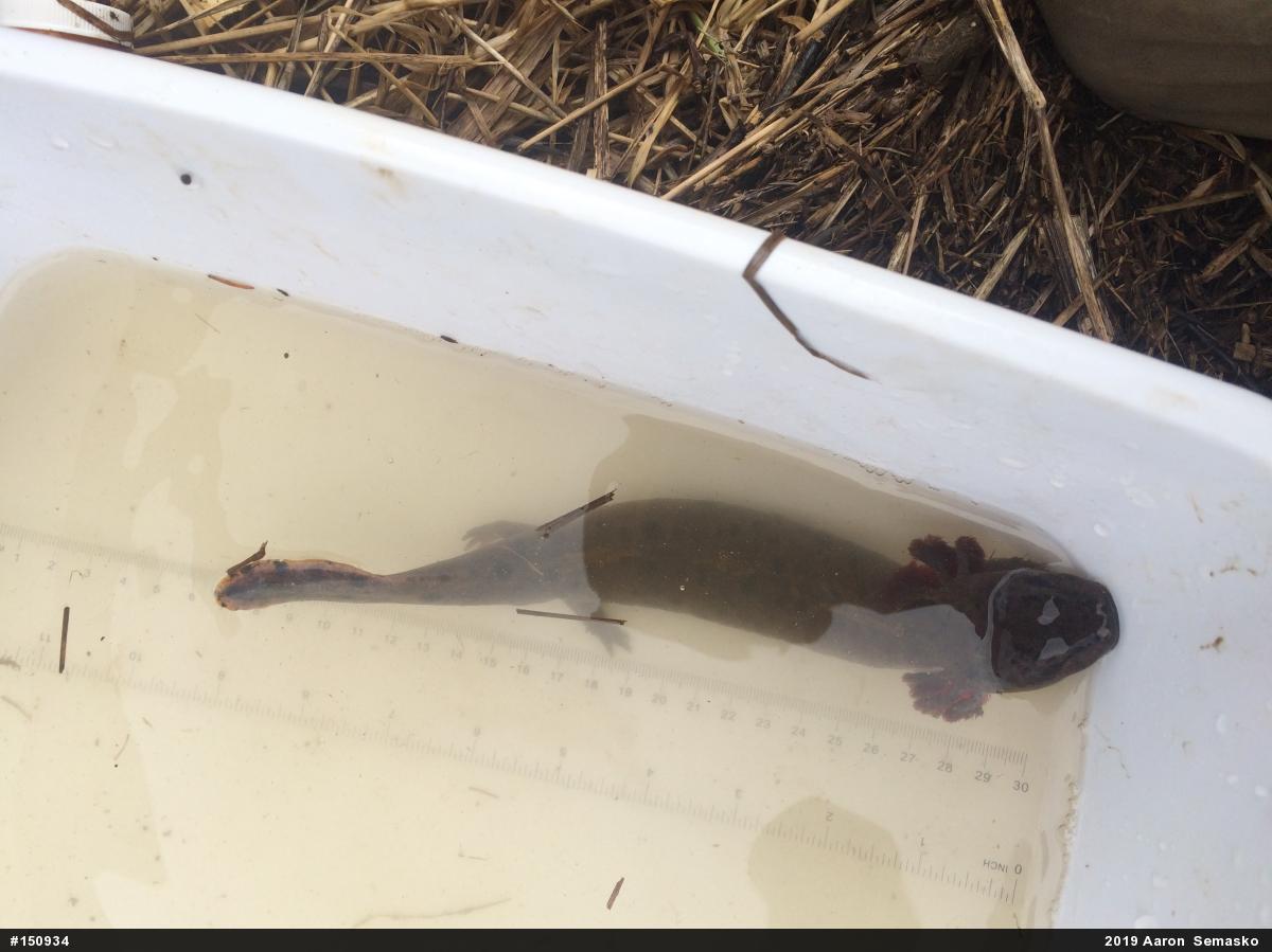 Common Mudpuppy