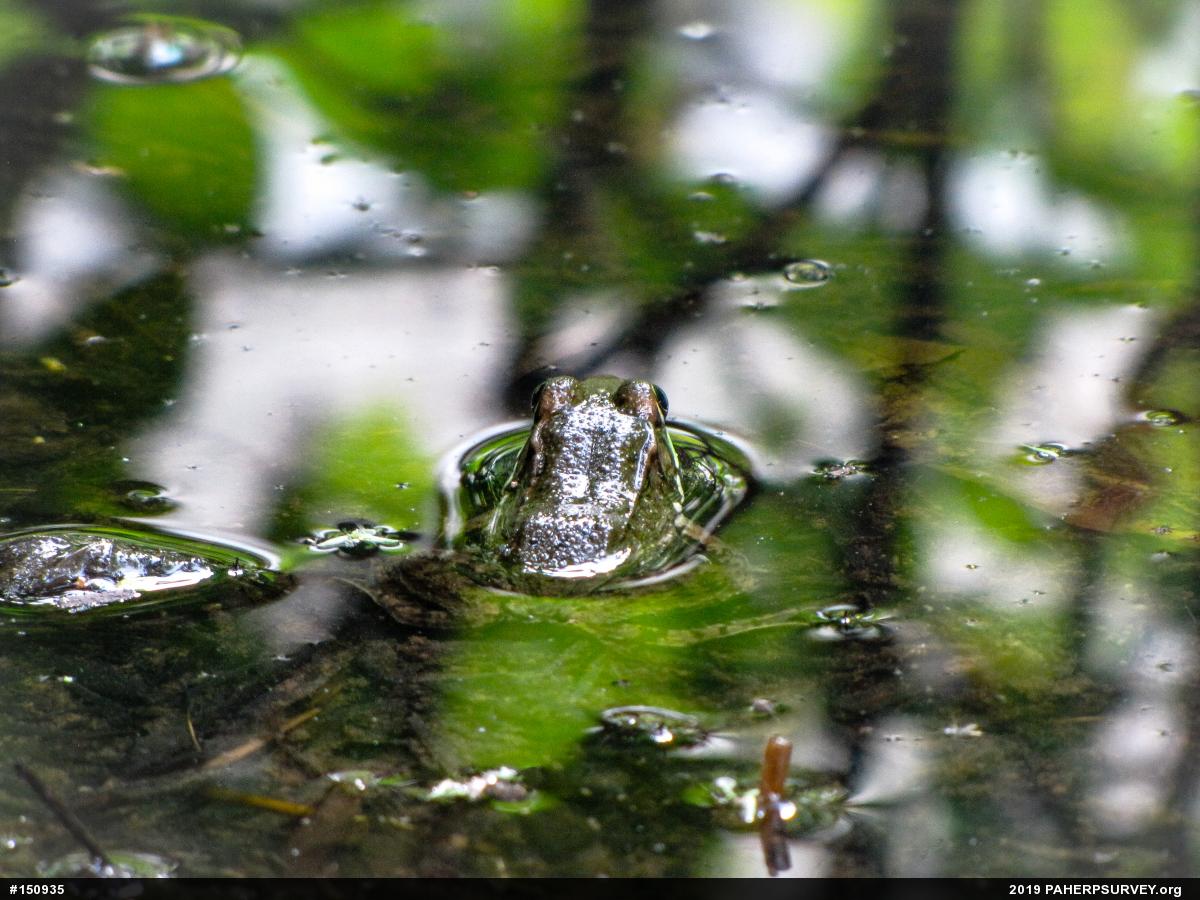 Green Frog