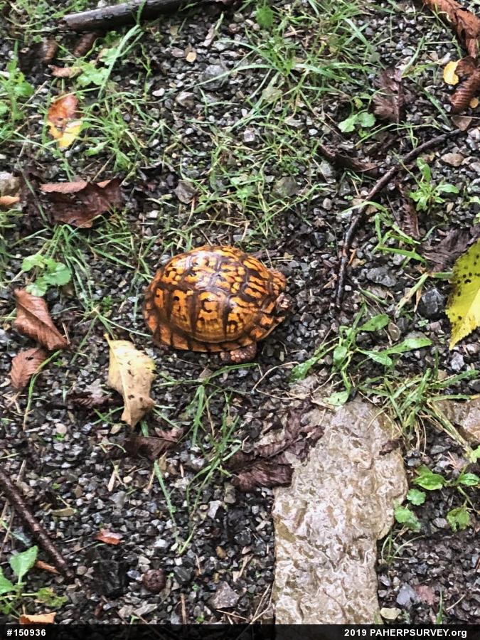 Eastern Box Turtle