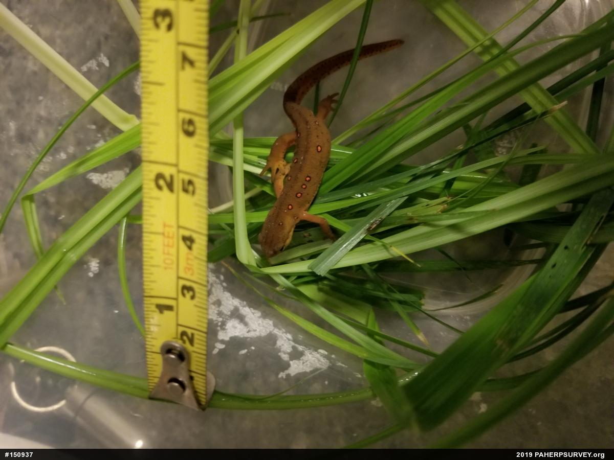 Red-spotted Newt
