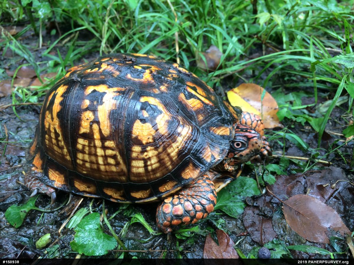 Eastern Box Turtle
