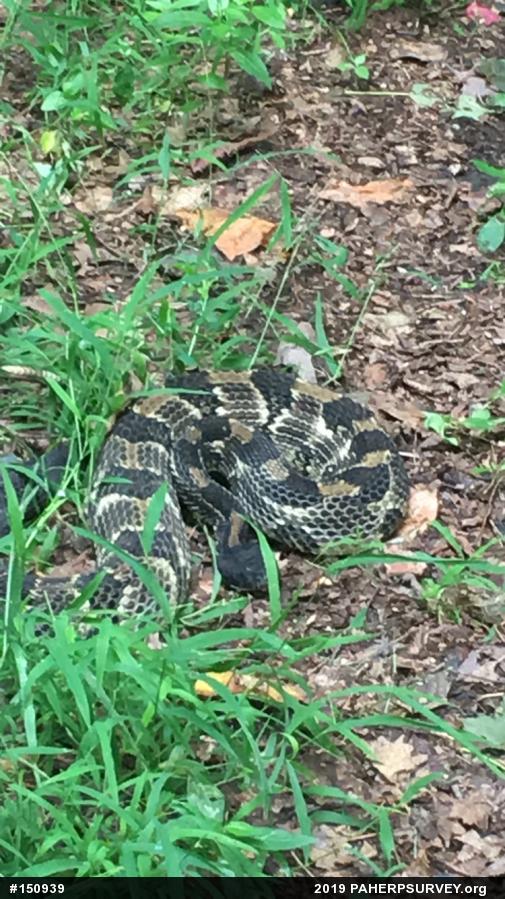Timber Rattlesnake
