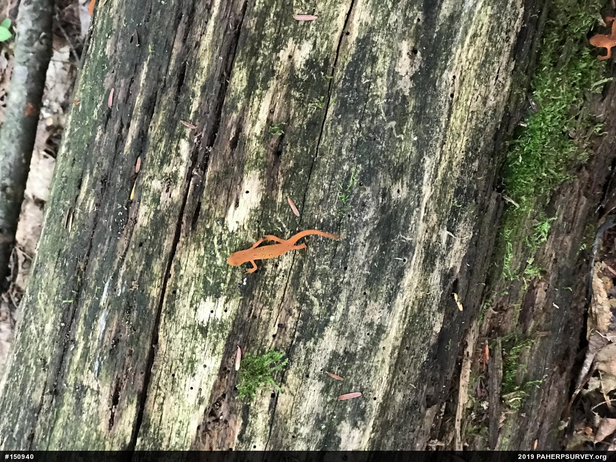 Red-spotted Newt