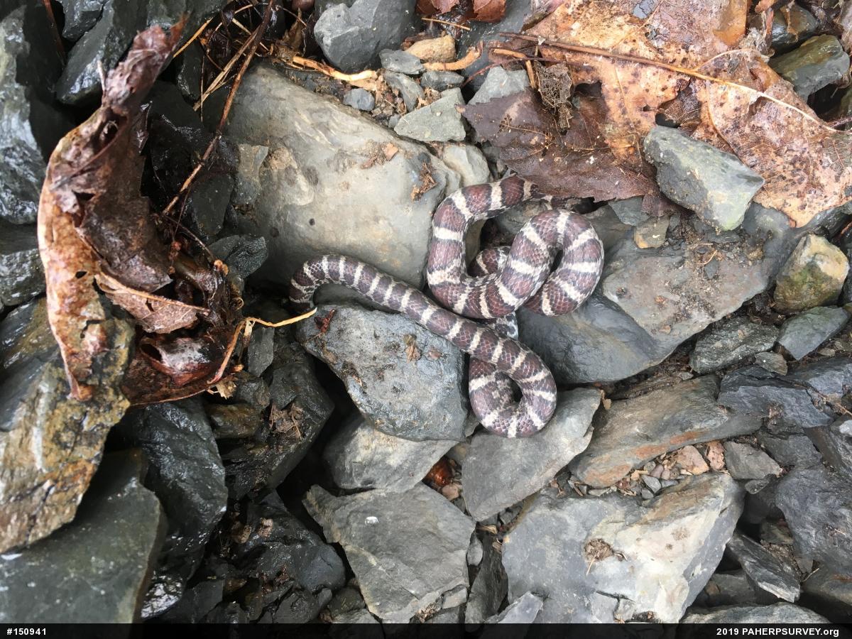 Eastern Milksnake