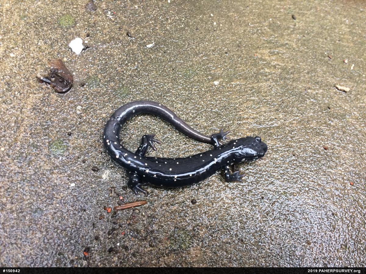 Northern Slimy Salamander