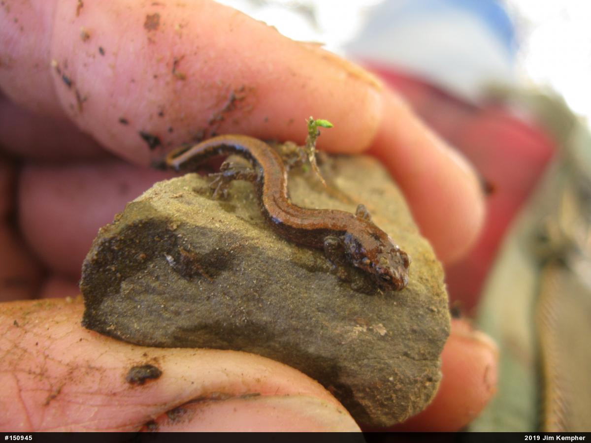 Allegheny Mountain Dusky Salamander