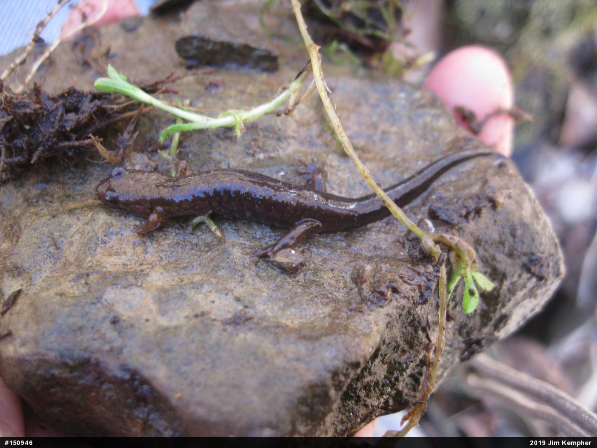 Allegheny Mountain Dusky Salamander
