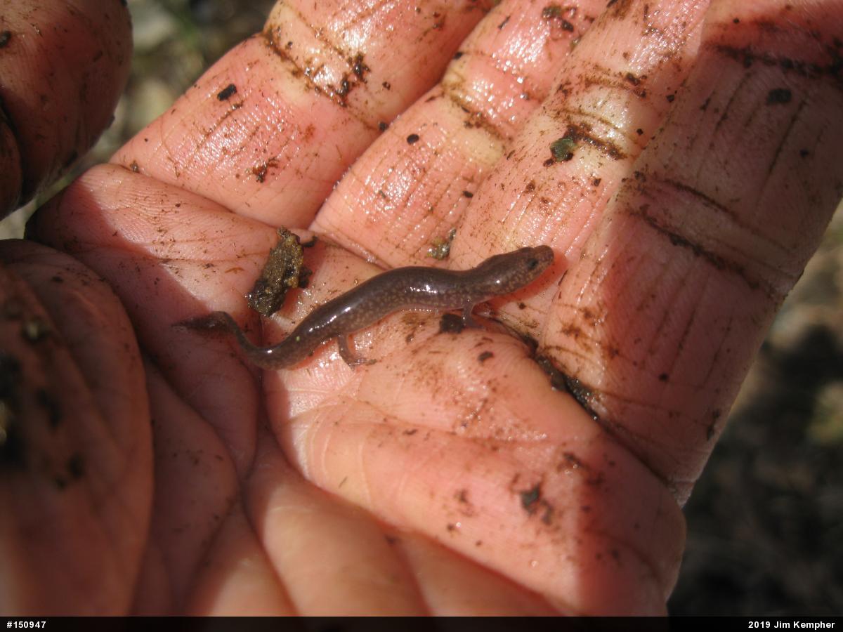 Northern Spring Salamander