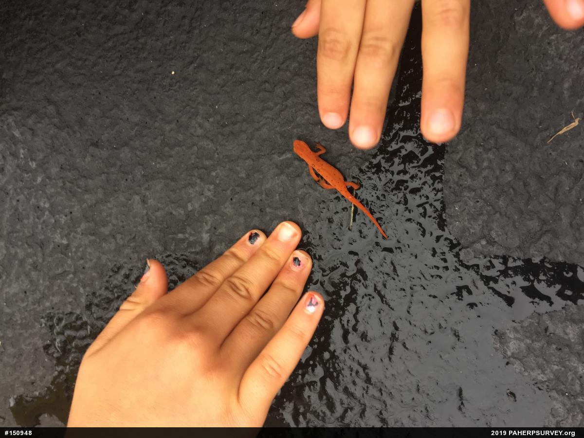 Red-spotted Newt
