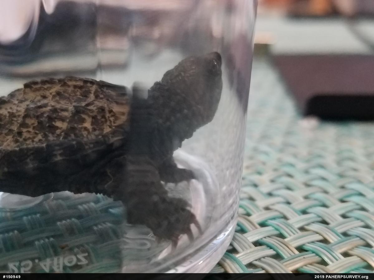 Snapping Turtle