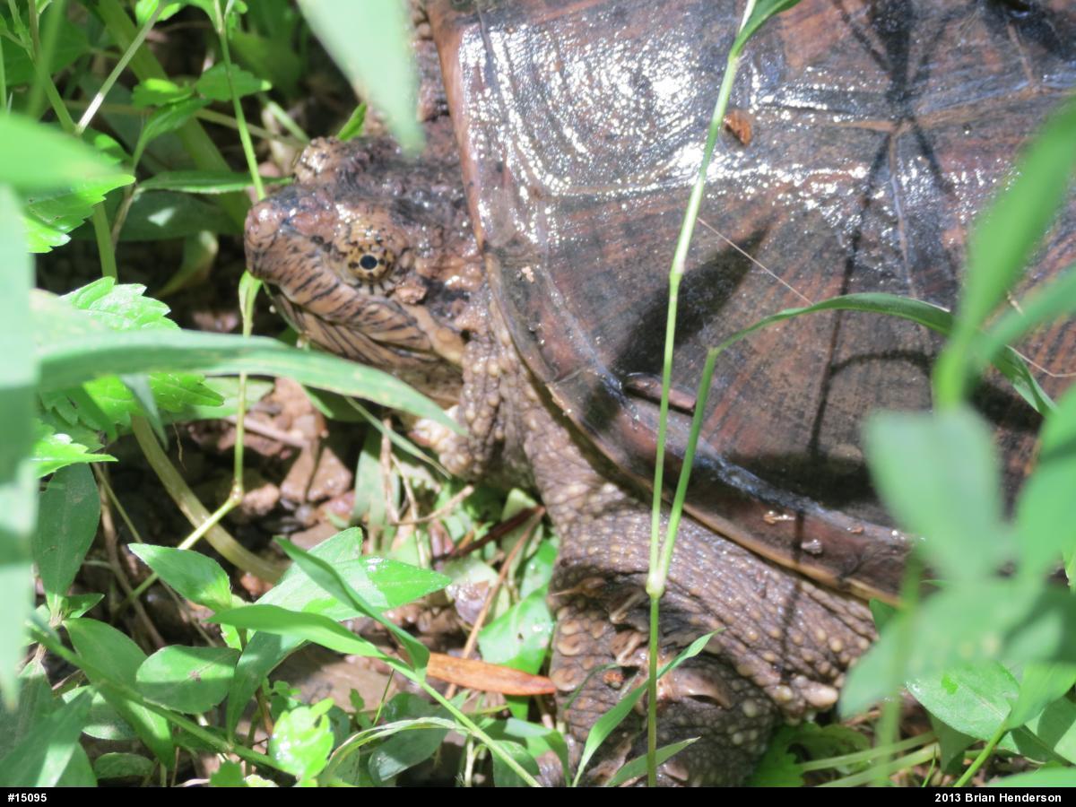 Snapping Turtle