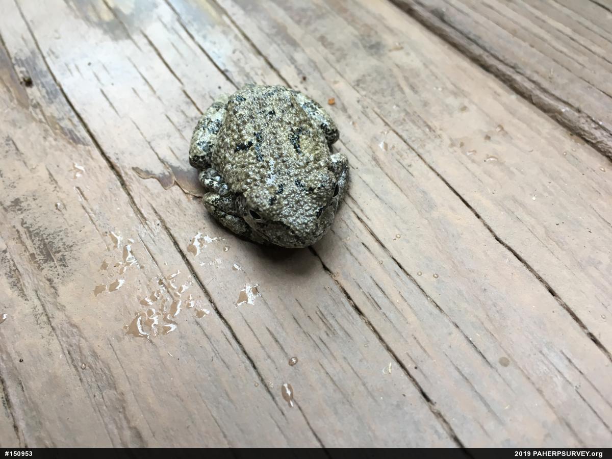 Unknown Gray Treefrog