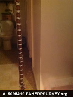 Eastern Milksnake
